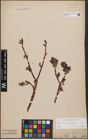 Foto von Salix bicolor Ehrh. ex Willd.
